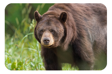oso